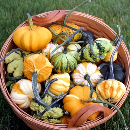Picture of Ornamental Gourd Galaxy Of Stars F1